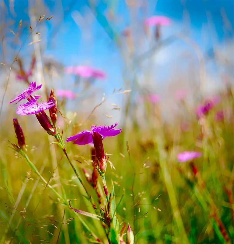 природа, цветы, лето *** фото превью