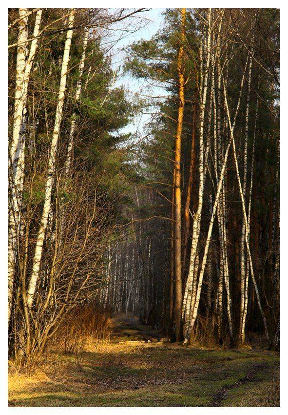лес, весна, опушка, Александр Мартынов