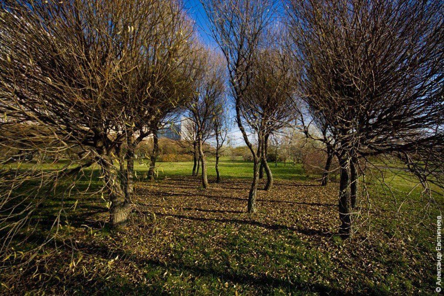 деревья, осень, парк, sashayo