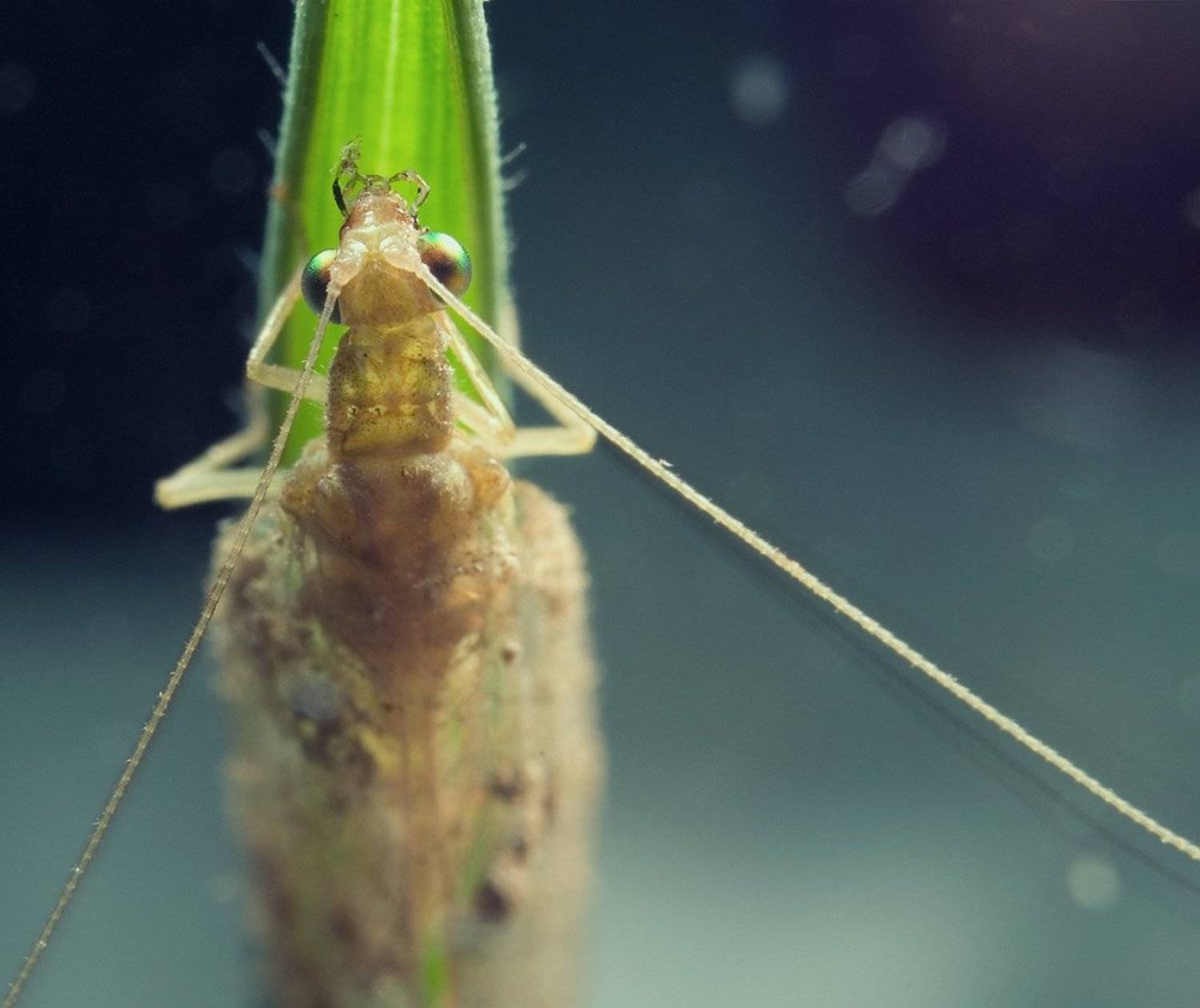 златоглазка,макро,насекомі,природа, Дмитрий Недочитанный