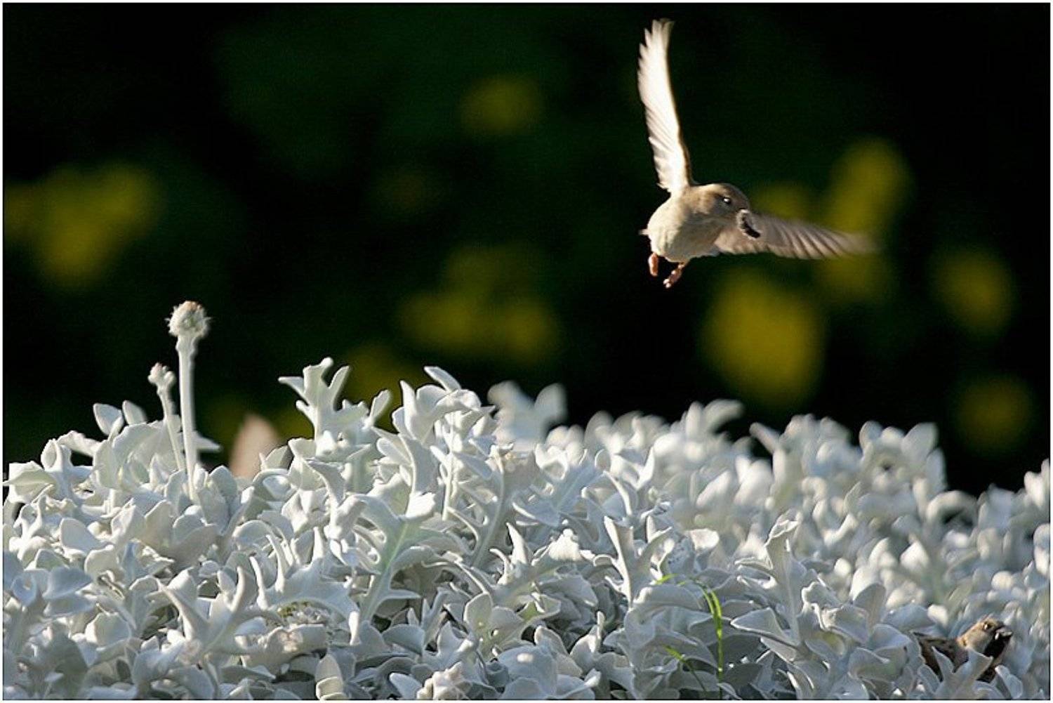 птица, Дёмка Артём