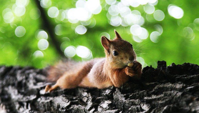 белка Белка фото превью
