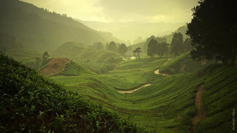 плантация, чай, малайзия, азия, boh, холмы, горы, туман Cameroon highland - Malaysia фото превью