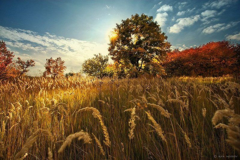 Осень золотая фото превью