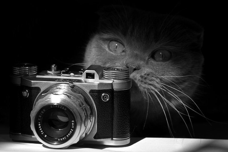 кошкофото, altix Фотографиня фото превью