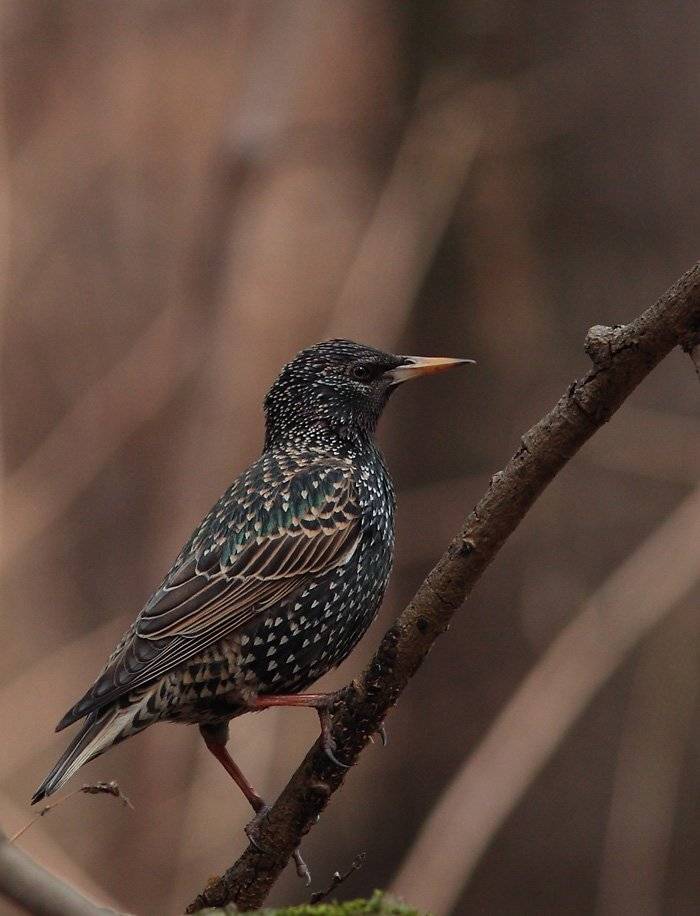 , Сергей Дорохин