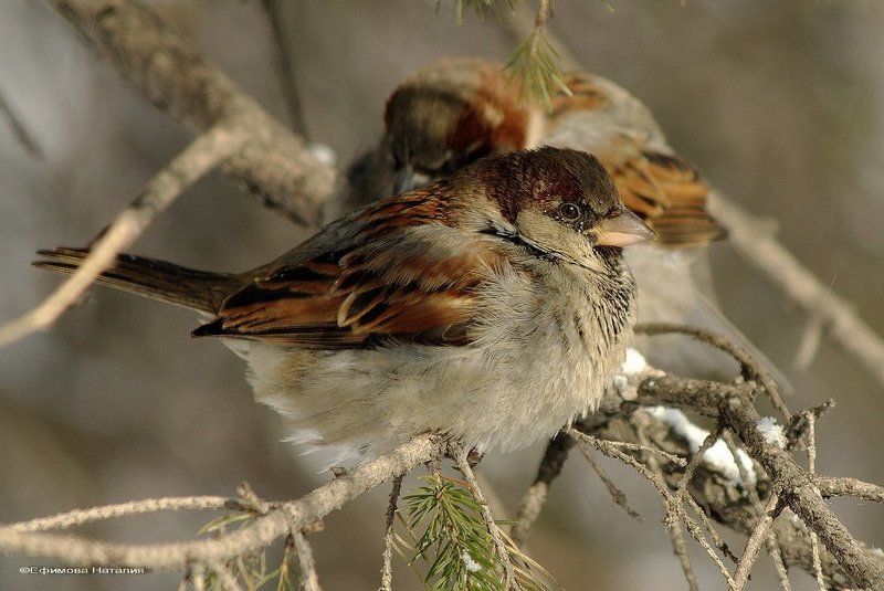 За бортом ... - 35 фото превью