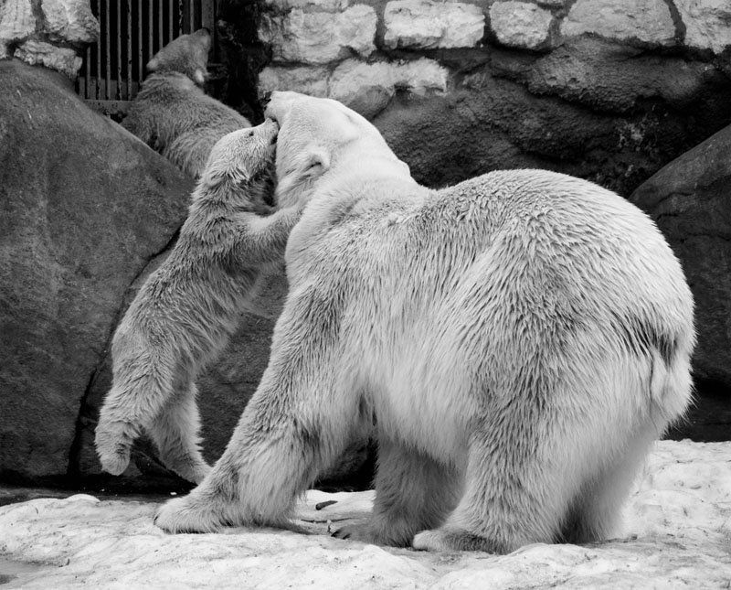 белые, медведи Поцелуйчик фото превью