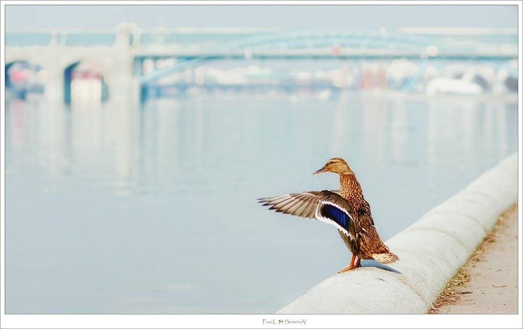 весна, утка, андреевская набережная, нескушный сад, 54, павел семенов, shelphur
