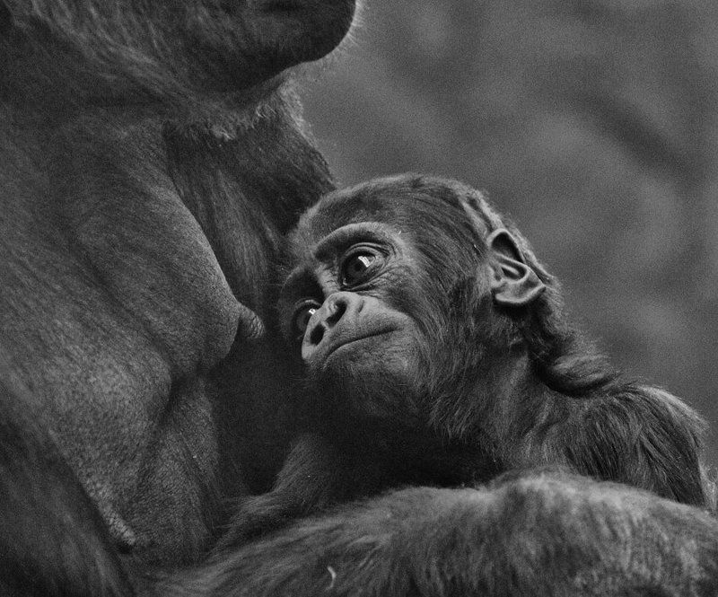 Все как у людей.... фото превью