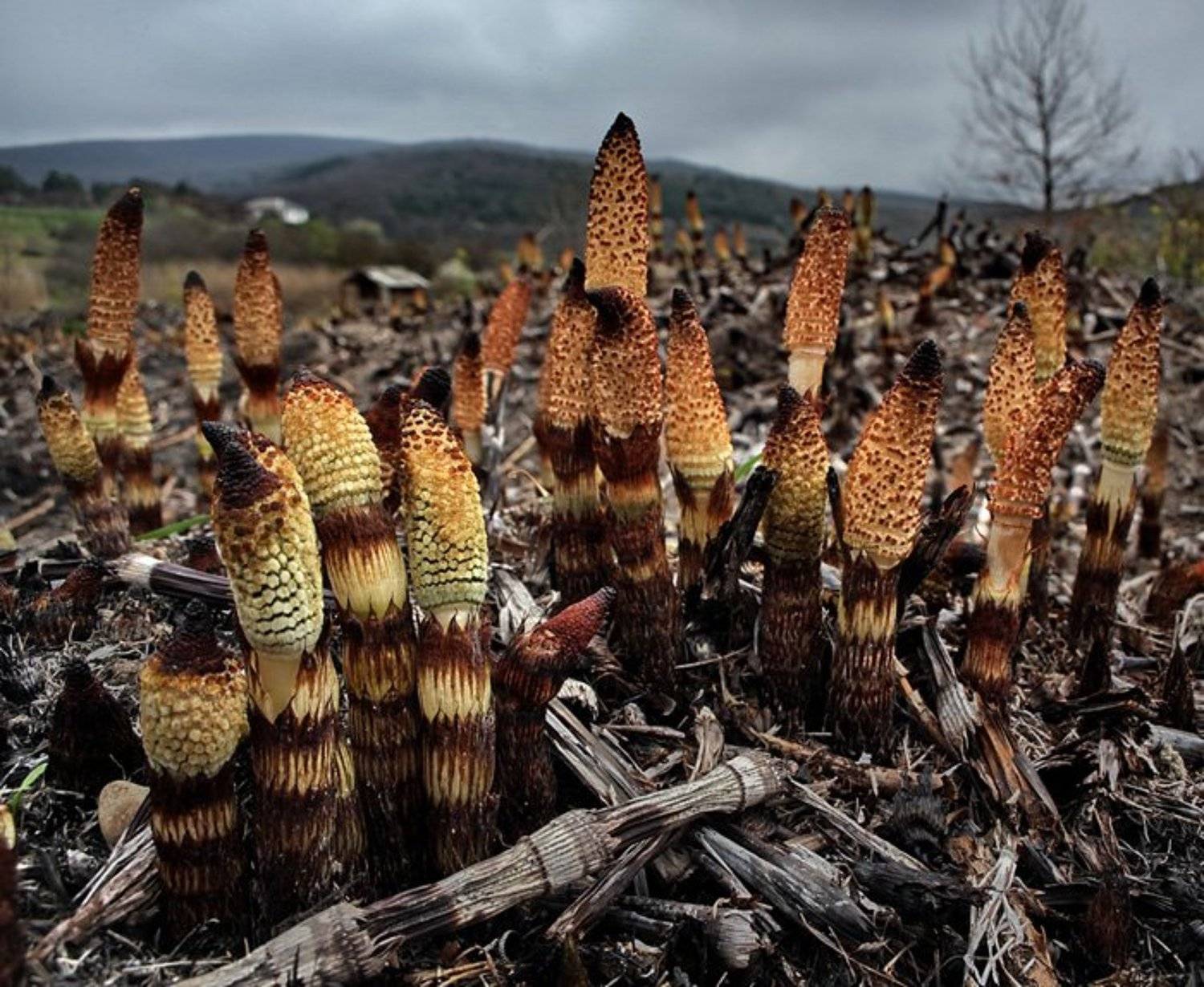 , Андрей  Золочевский