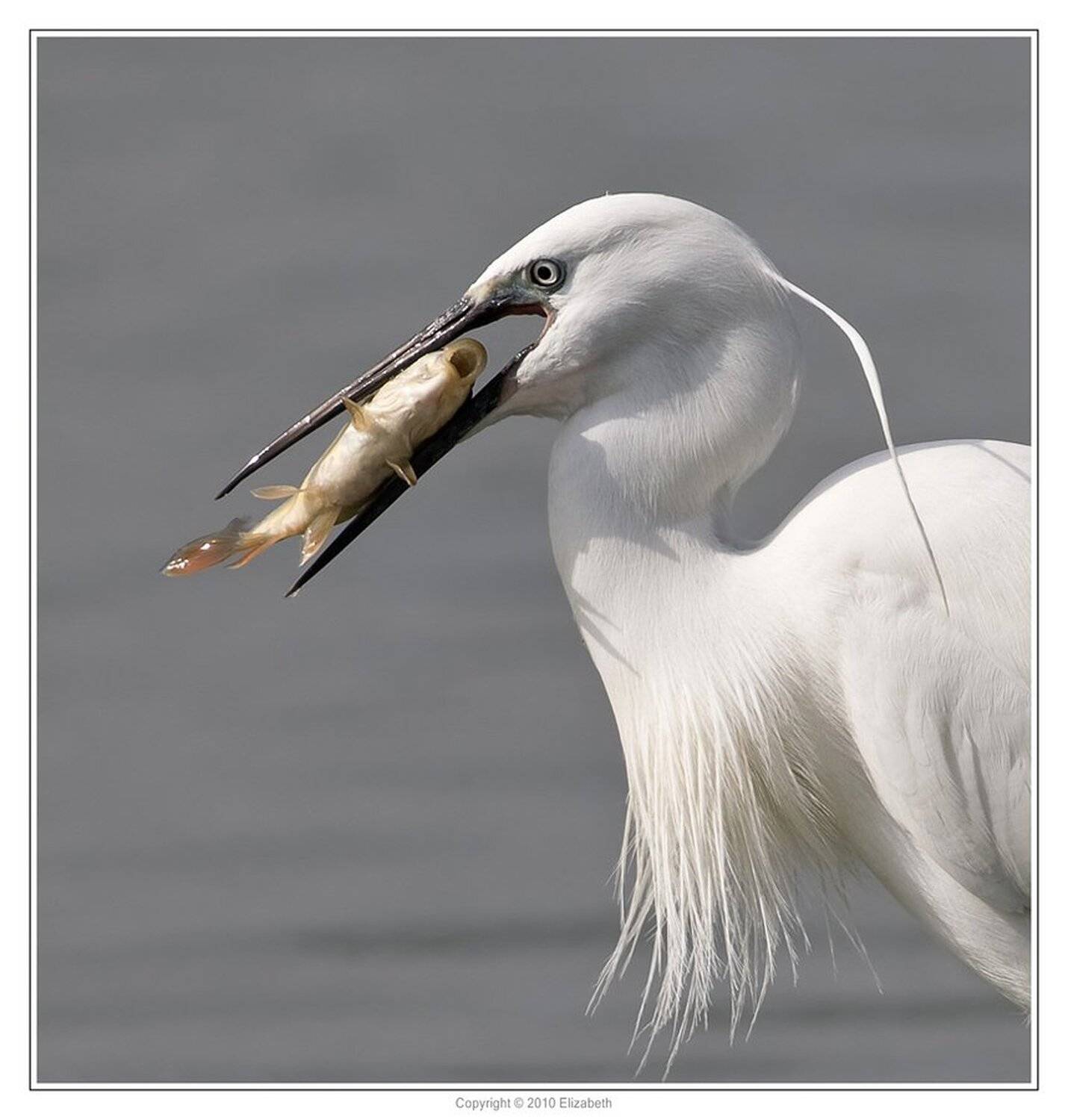 малая, белая, цапля, egretta, garzetta, израиль, Elizabeth Etkind