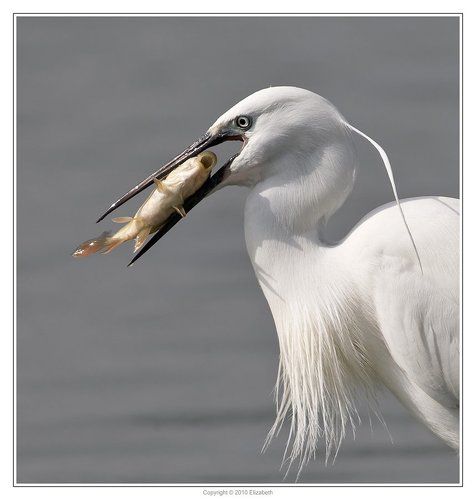 Little Egret