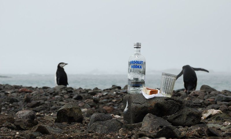 антарктика, пингвины, водка, стакан Напился, веди себя прилично фото превью