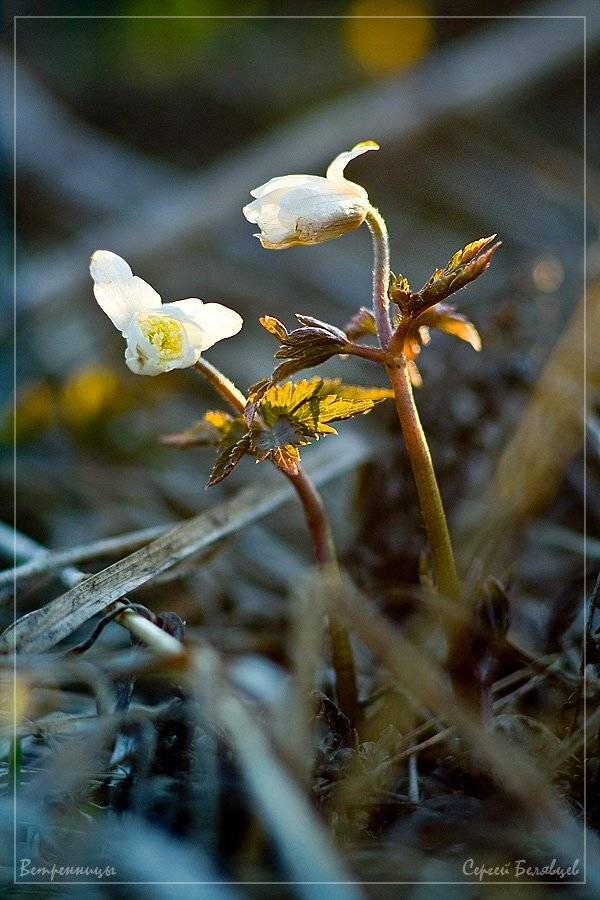 ветренница, цветы, весна, подснежник, Сергей Белявцев