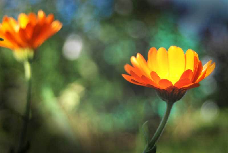 природа, цветы, лето, wamelia