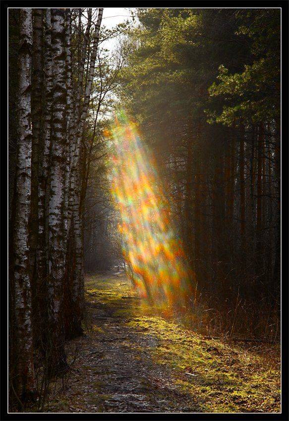 лес, весна, опушка, Александр Мартынов