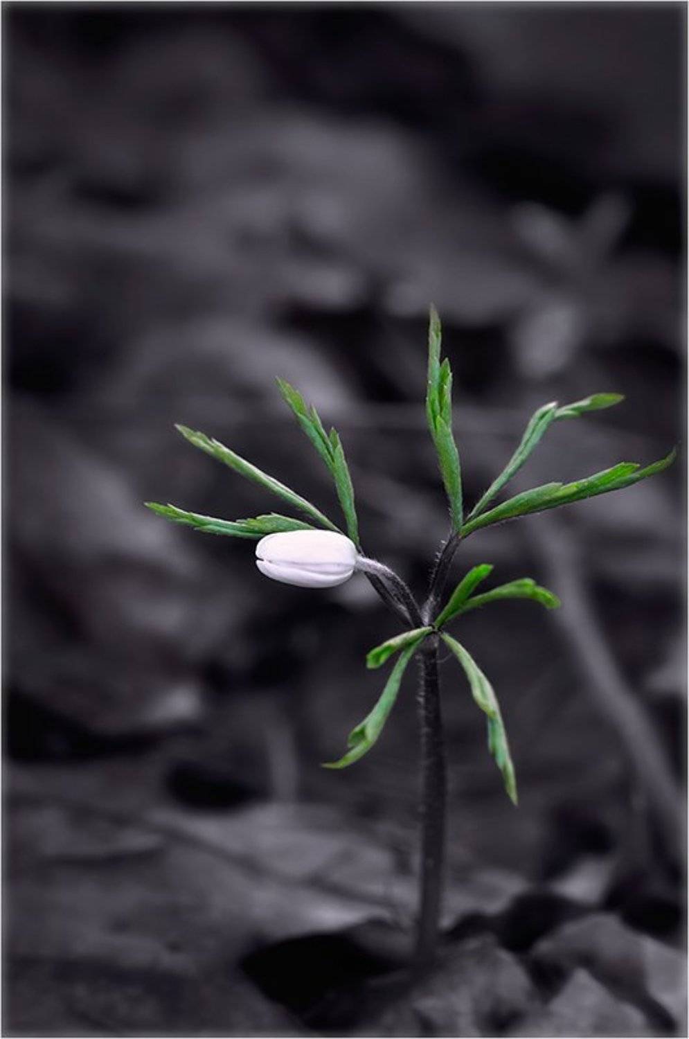 , Курочкин Валерий