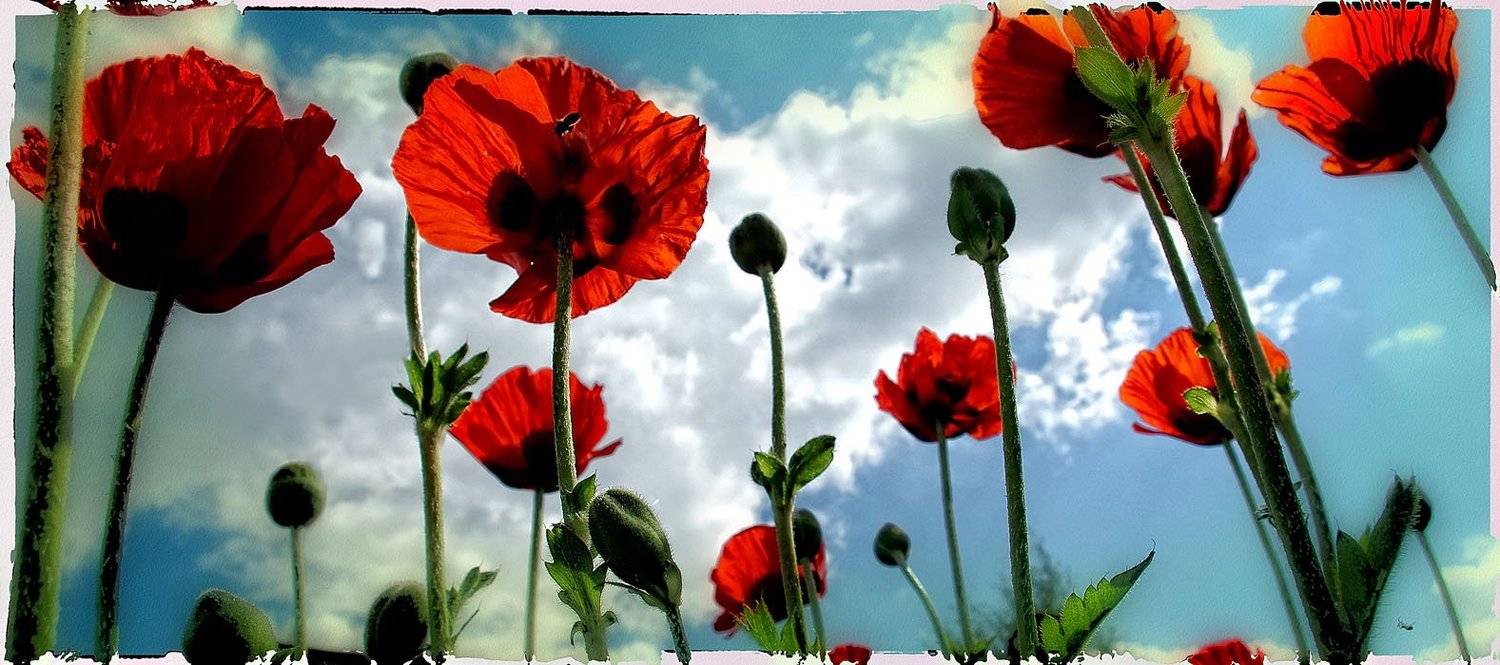 мак, пчела, небо, прошлое лето