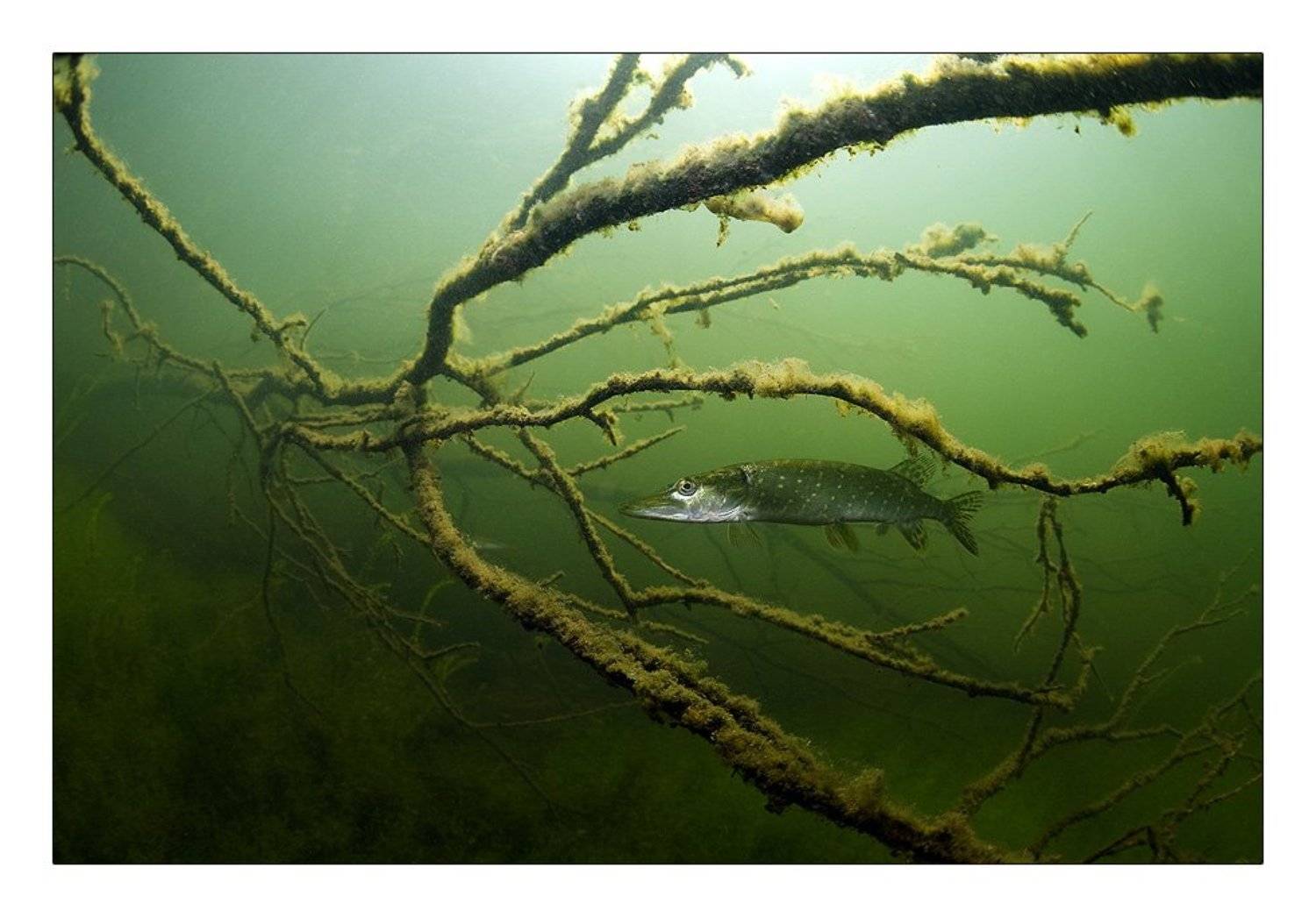 россия, щука, коряга, Нарчук Андрей