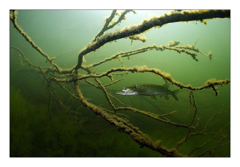 россия, щука, коряга В засаде фото превью