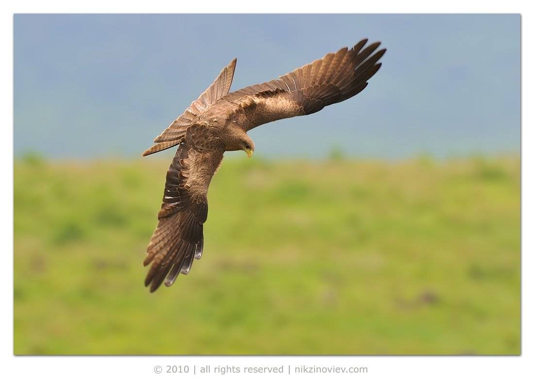 степной oрел, дикие птицы, хищник, Николай Зиновьев