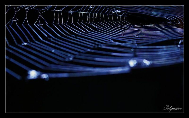 паутина, web [ web ] фото превью