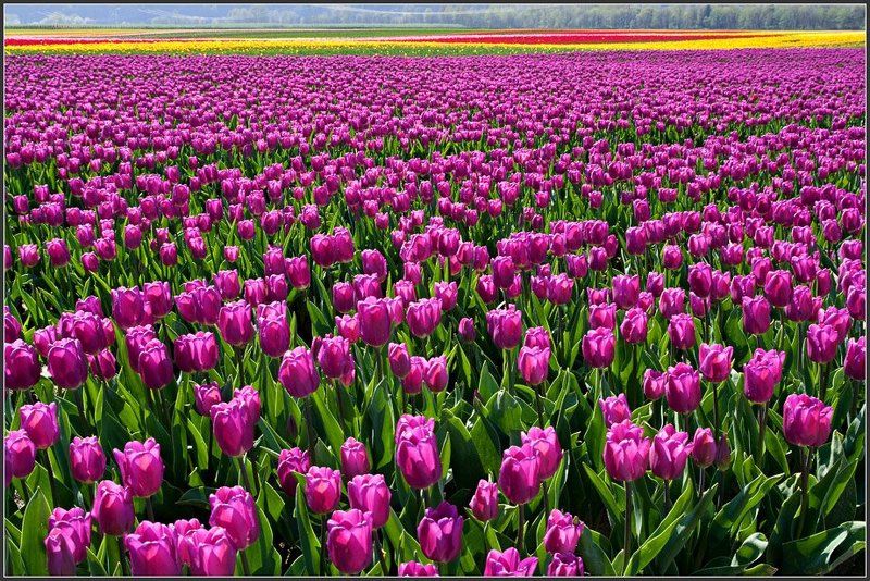 Весенний разлив фото превью