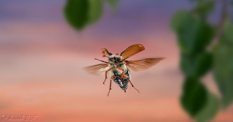 полет, майский жук Курс на юго-восток фото превью
