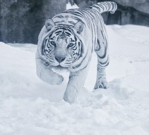 Почувствуй себя добычей