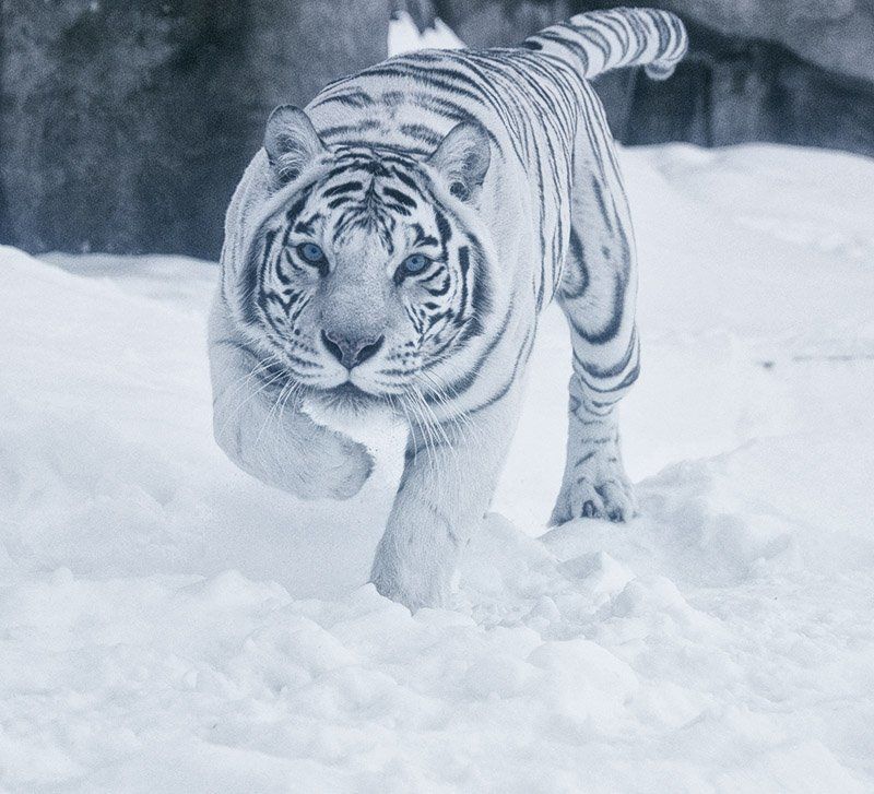 бенгальская, тигрица Почувствуй себя добычей фото превью
