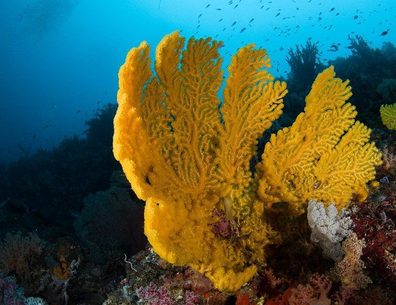 кораллы, underwater В поисках рая 2 фото превью