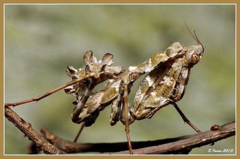 блеф Блеф засмущался фото превью