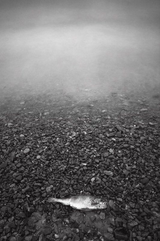 Весна на киевских водоемах фото превью