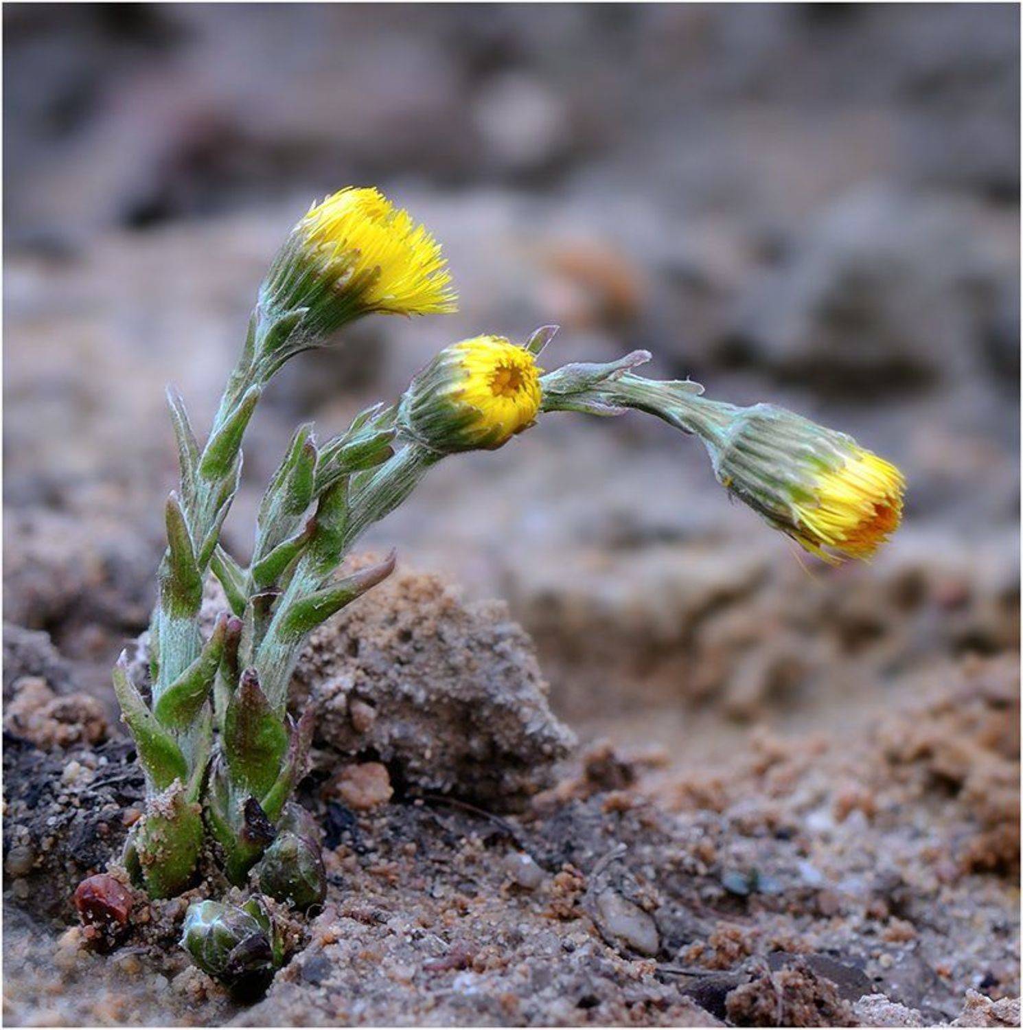 первоцвет, вечер, мать и мачеха, Курочкин Валерий