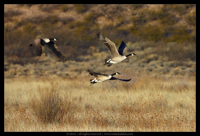 Канадские гуси фото превью
