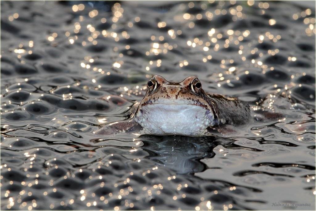 травяные, лягушки, икра, Надежда Муравьёва