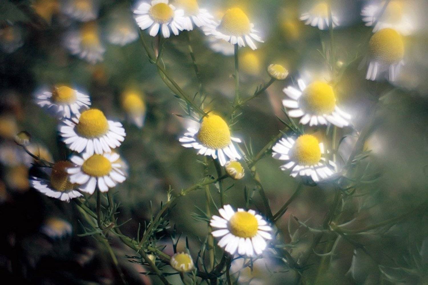 ленсбеби, ромашки, лето, nadyk