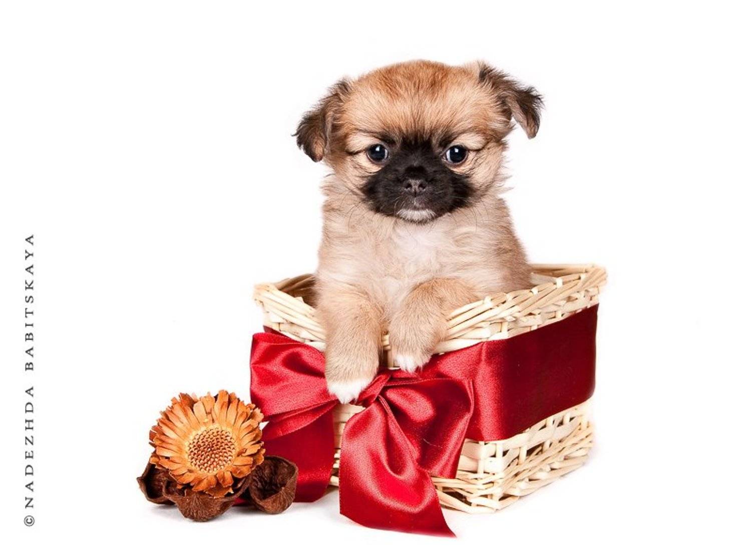 , Надежда Бабицкая