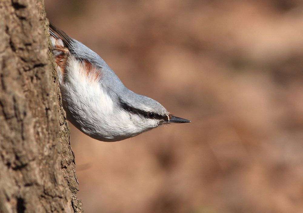, Сергей Дорохин