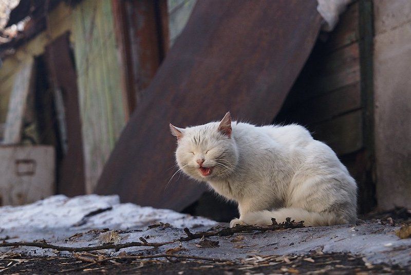 кот, хохотун Кот-хохотун. фото превью