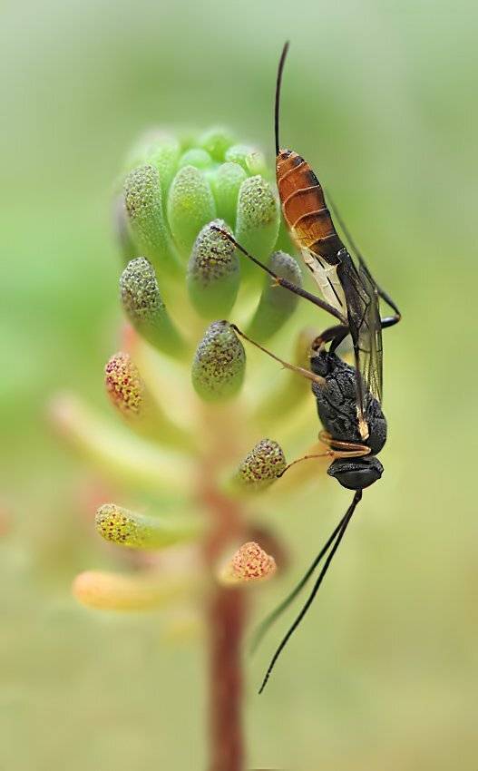 , Алёна Шевцова