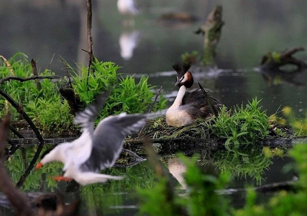 , Василий Черкасский