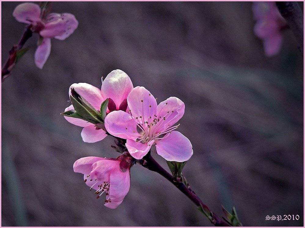 , СЕРГЕЙ СВИРИДОВ(Klematis)