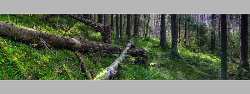 Сентябрь в Карельском лесу фото превью