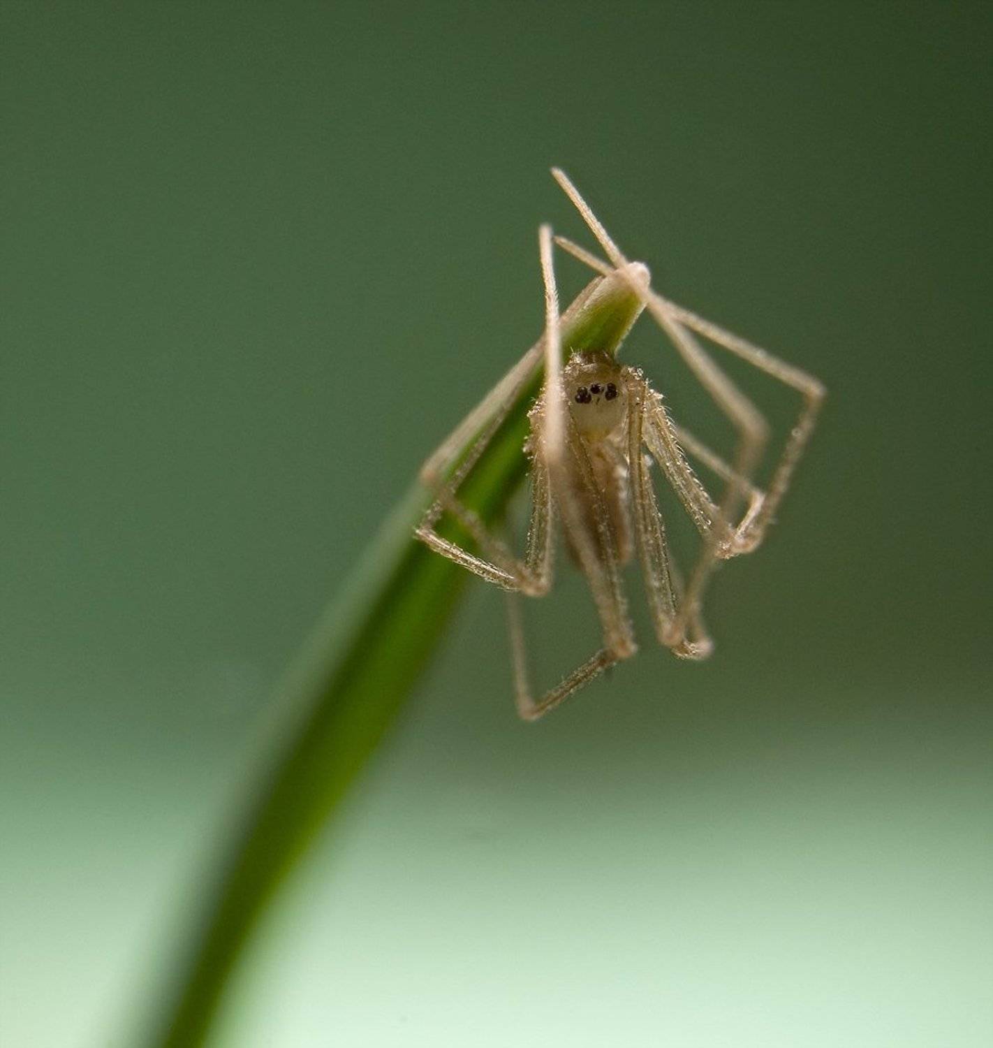 паук,макро,природа,трава, Дмитрий Недочитанный