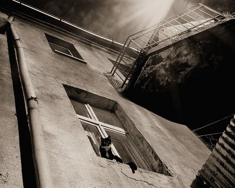 Черный кот в белом галстуке фото превью