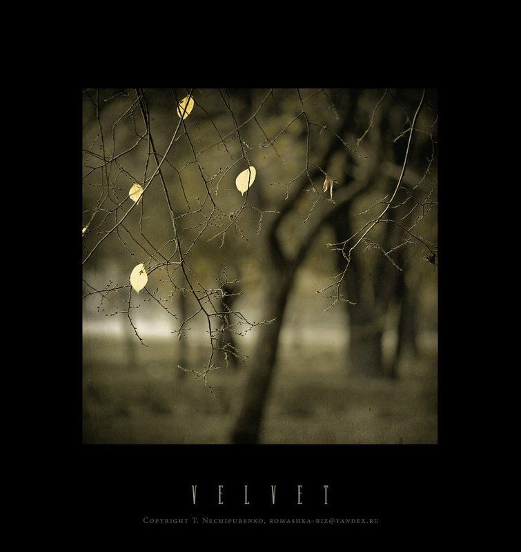 дерево, лето  фото превью