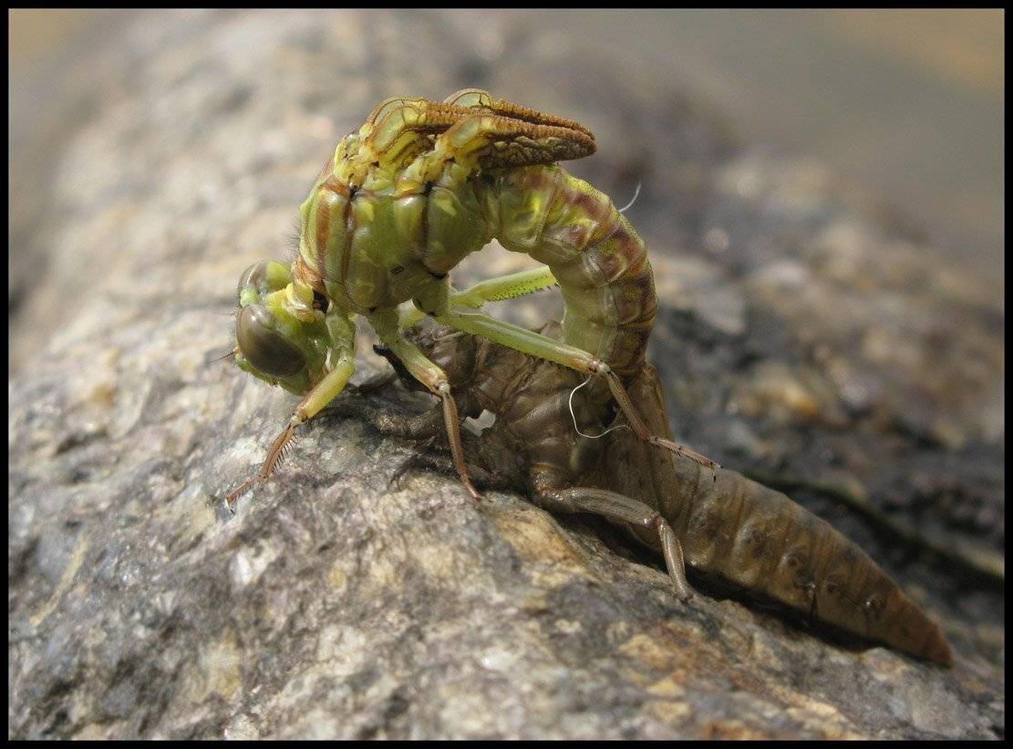 макро, Igor Skorohod