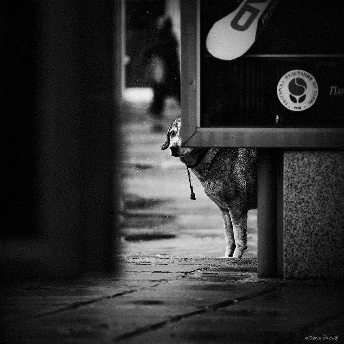собака, Denis Buchel
